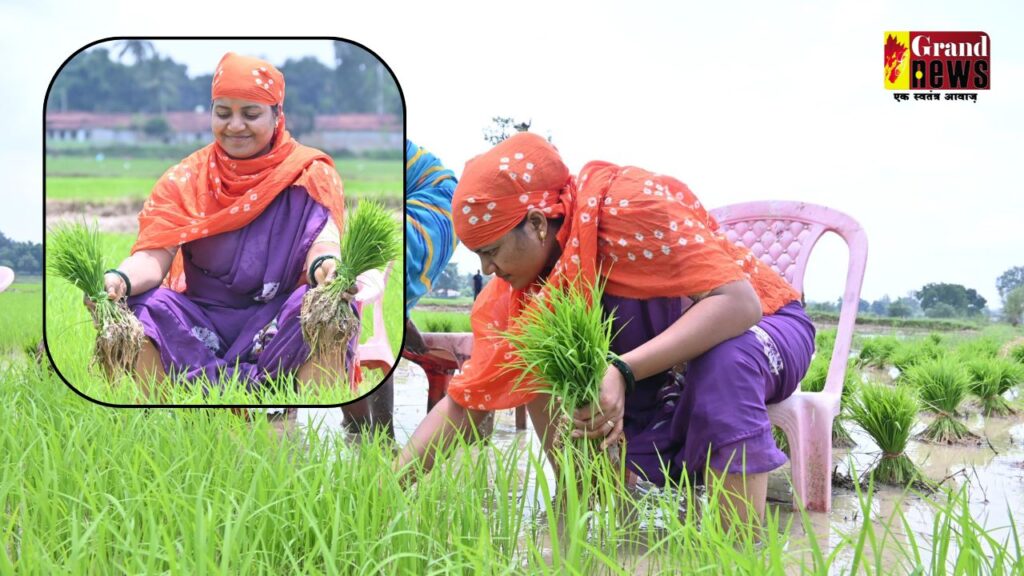 Laxmi Rajwade viral photos : 'सरकार घलो व्हीलचेयर में चलत हे…', धान रोपाई करते सोशल मीडिया पर ट्रोल हुईं मंत्री लक्ष्मी रजवाड़े, कमेंट्स की आई बाढ़