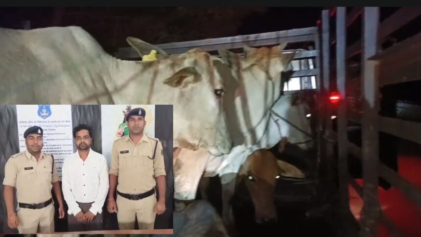 CG : पिकअप में कर रहा था गौ तस्करी, शिवरीनारायण पुलिस ने युवक को धरदबोचा