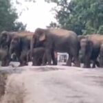 Raigarh Elephants Video : एक साथ सड़क पार करता दिखा 70 हाथियों का दल, कैमरे में कैद हुआ सुंदर नाजारा 