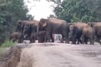 Raigarh Elephants Video : एक साथ सड़क पार करता दिखा 70 हाथियों का दल, कैमरे में कैद हुआ सुंदर नाजारा 
