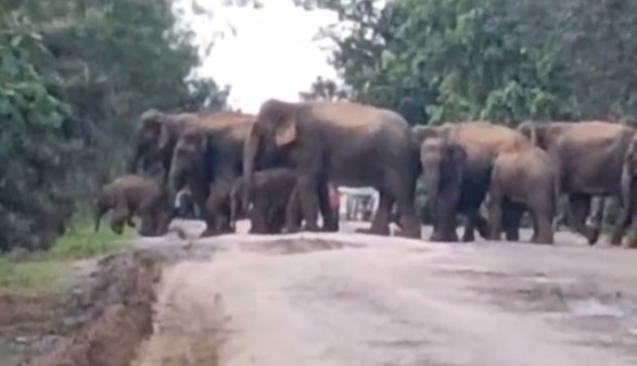 Raigarh Elephants Video : एक साथ सड़क पार करता दिखा 70 हाथियों का दल, कैमरे में कैद हुआ सुंदर नाजारा 