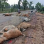 CG ACCIDENT BREAKING : तेज रफ्तार वाहन ने मचाई तबाही, सड़क पर बैठे 17 गौवंशों को रौंदा