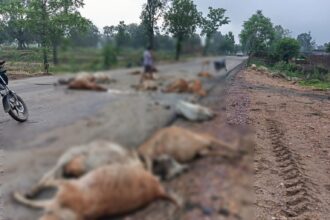 CG ACCIDENT BREAKING : तेज रफ्तार वाहन ने मचाई तबाही, सड़क पर बैठे 17 गौवंशों को रौंदा