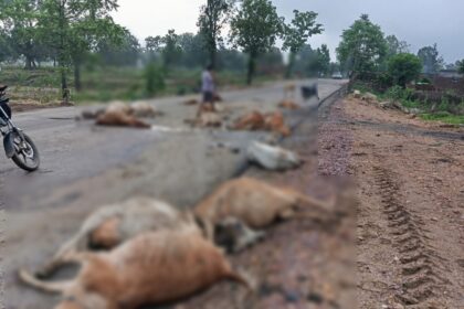 CG ACCIDENT BREAKING : तेज रफ्तार वाहन ने मचाई तबाही, सड़क पर बैठे 17 गौवंशों को रौंदा