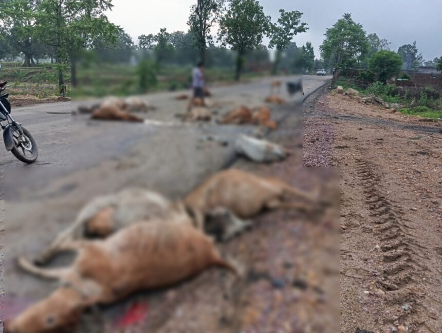 CG ACCIDENT BREAKING : तेज रफ्तार वाहन ने मचाई तबाही, सड़क पर बैठे 17 गौवंशों को रौंदा