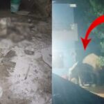 CG NEWS : हाथियों ने आंगन में सो रहे बुजुर्ग को कुचलकर मार डाला, दहशत में लोग 