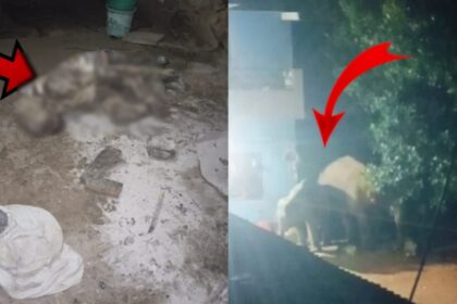 CG NEWS : हाथियों ने आंगन में सो रहे बुजुर्ग को कुचलकर मार डाला, दहशत में लोग 