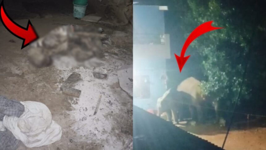 CG NEWS : हाथियों ने आंगन में सो रहे बुजुर्ग को कुचलकर मार डाला, दहशत में लोग 