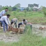 CG : चांपा क्षेत्र में अवैध राखड़ डंपिंग बना मवेशियों के लिए जानलेवा, प्रशासन मौन