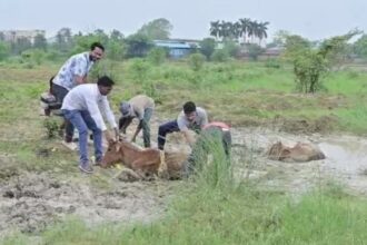 CG : चांपा क्षेत्र में अवैध राखड़ डंपिंग बना मवेशियों के लिए जानलेवा, प्रशासन मौन
