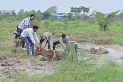 CG : चांपा क्षेत्र में अवैध राखड़ डंपिंग बना मवेशियों के लिए जानलेवा, प्रशासन मौन